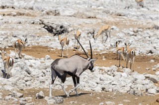 Zambia vejrudsigt