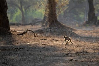 Zimbabwe prévisions météorologiques