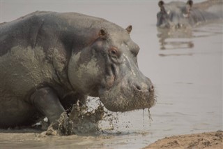 Zimbabwe vejrudsigt