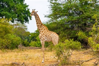 Zimbabwe vejrudsigt