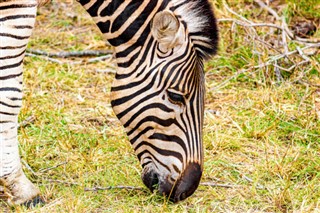 Zimbabve hava tahmini