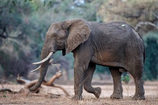 Zimbabve hava tahmini
